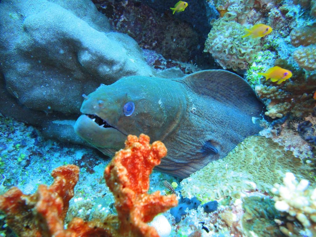 Chill Holidays Maldives Maamigili エクステリア 写真