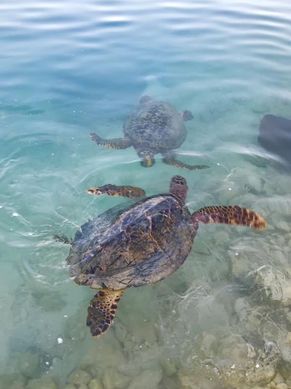 Chill Holidays Maldives Maamigili エクステリア 写真