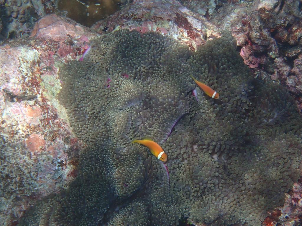 Chill Holidays Maldives Maamigili エクステリア 写真